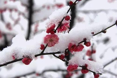 2020大雪节气可以搬家吗 2020大雪节气可以做什么