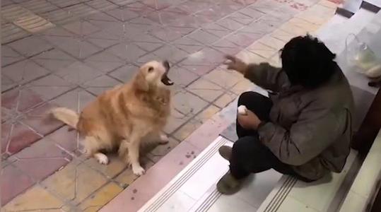 流浪大叔带馒头喂宠物店狗狗 流浪大叔带馒头喂狗