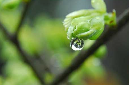 雨水节气风俗食物 雨水节气吃什么传统美食