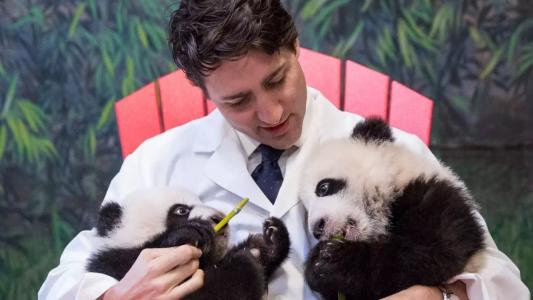 英国考虑将大熊猫送回中国 大熊猫的国际地位