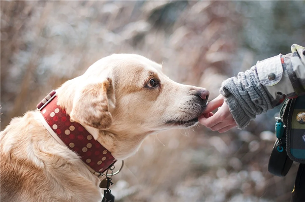 德国称两只嗅探犬能识别新冠患者 新冠病毒嗅探犬科学吗