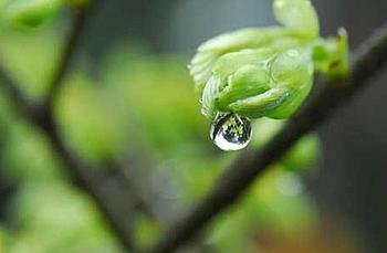 谷雨节气的含义是什么 谷雨是什么意思