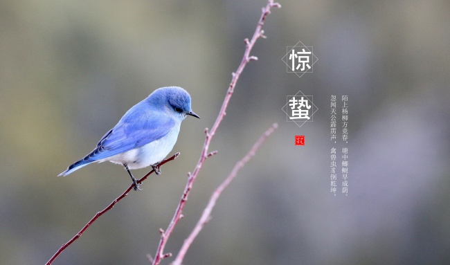 惊蛰节气的特点和风俗 惊蛰节气有什么特点