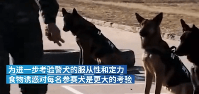 警犬面对火腿肠诱惑不为所动 退休警犬可以领养吗