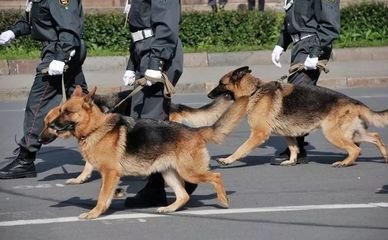 警犬面对火腿肠诱惑不为所动 退休警犬可以领养吗