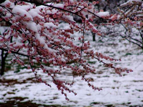 春天下雪的心情说说 春天下雪的文案