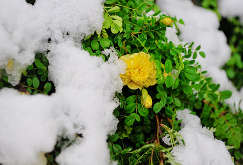 买房子下雪是什么兆头 买房子下雪好吗