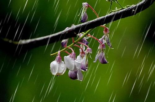 春天下雨的说说 唯美句子 春天下雨的诗句