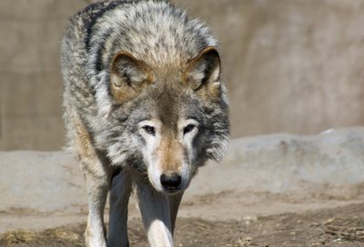 湖北一动物园以狗充狼 园方回应 狼已老死狗无处可放