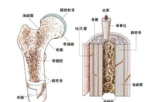 妹妹为捐髓救姐姐每天跑10公里 骨髓移植要什么条件