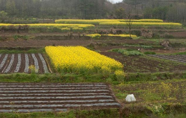 建议保障农村出嫁女性土地权益 农村出嫁女土地怎样确权 农村出嫁女是否享有原宅基地的份额