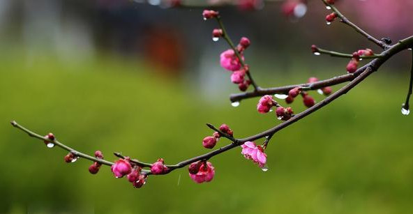 清明节为什么有时候4号有时候5号 清明节为什么不是固定哪一天 清明节为什么不是固定日期