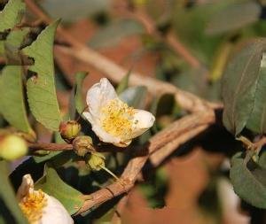 中国首次发现云南管蕊茶 云南管蕊茶是什么