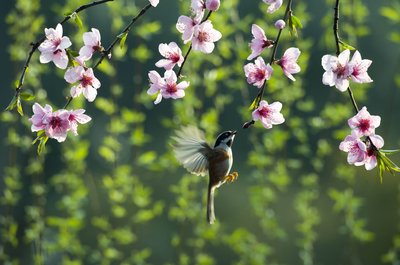 春分节气养生知识 春分养生注意什么