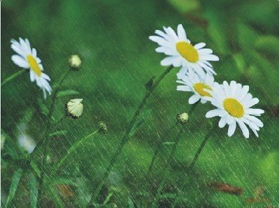 清明节下雨的说说 清明节下雨怎么发朋友圈