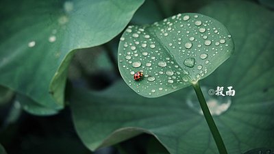 2021谷雨出生的宝宝命运 谷雨出生的宝宝好不好