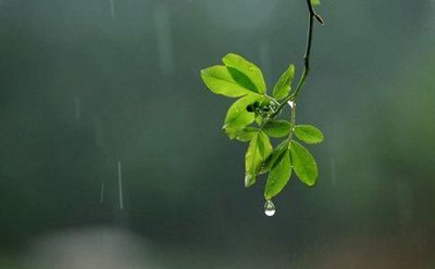 谷雨是不是春天最后一个节气 谷雨是第几个节气