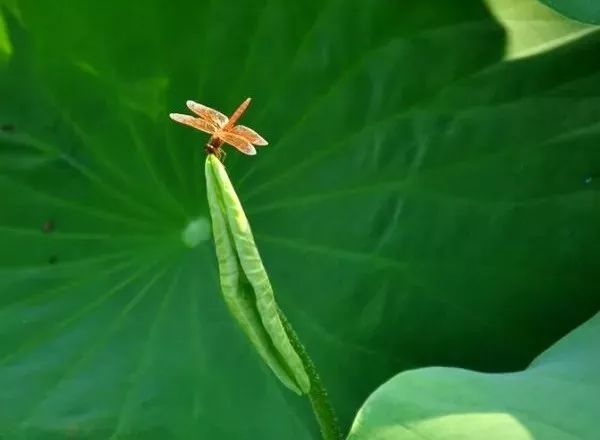 立夏出生的牛宝宝好吗 2021年立夏生的牛宝宝 立夏以后出生的牛