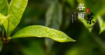 谷雨下雨好吗 谷雨下雨有什么说法