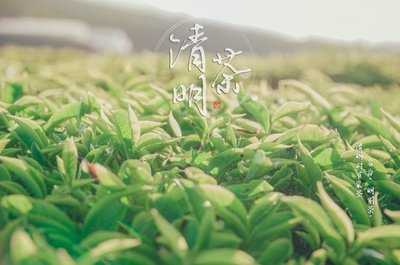 清明节前的茶叶叫什么茶 清明菜是属于什么茶