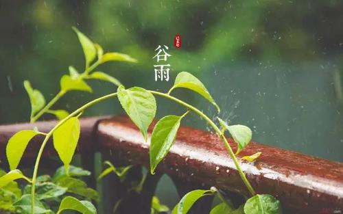 谷雨可以结婚吗 谷雨可以回娘家吗