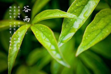 谷雨可以种什么蔬菜 谷雨可以种玉米吗