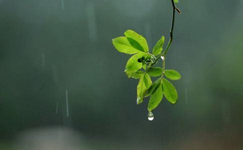 清明和谷雨哪个节气雨水多 清明难得晴谷雨难得阴的意思