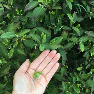 谷雨前茶和谷雨后茶区别 谷雨前茶叶好还是明前茶也好