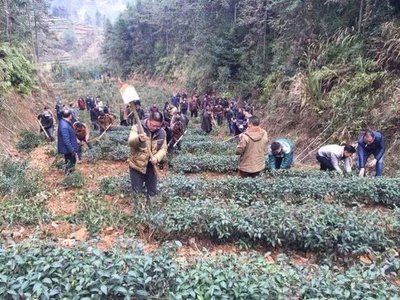 西双版纳现大规模毁林种茶 毁林种茶触犯了哪些法律