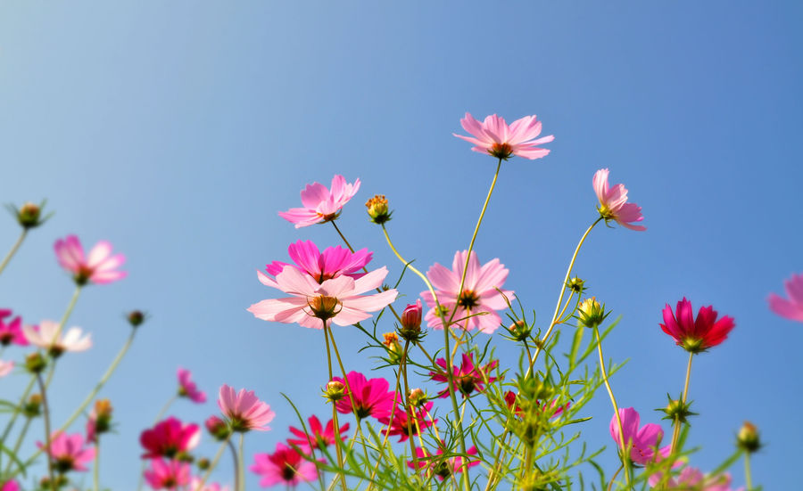 四月是什么季节 四月是春天还是夏天