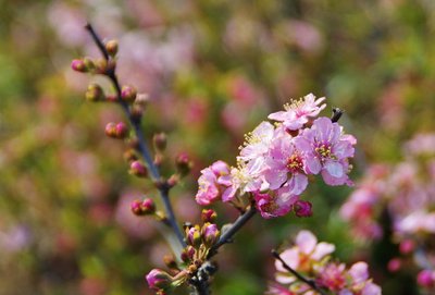 四月是什么季节 四月是春天还是夏天