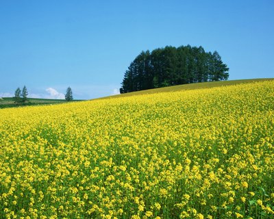 四月是什么季节 四月是春天还是夏天