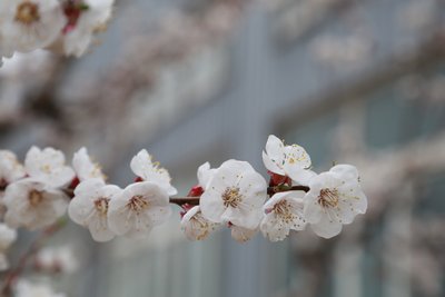 四月会开什么花 四月份开花的花有哪些