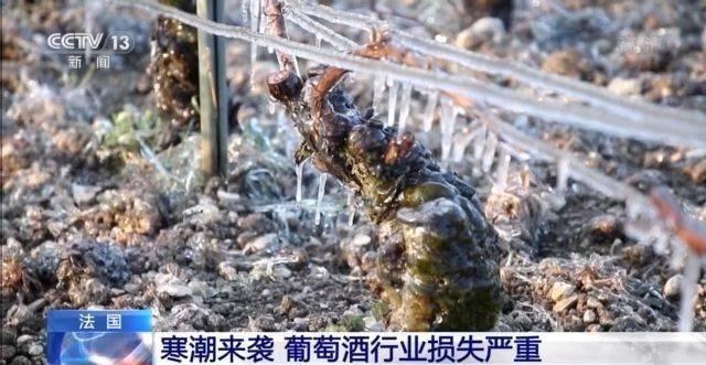 法国葡萄酒行业预计损失50%产量 法国葡萄酒为什么那么有名