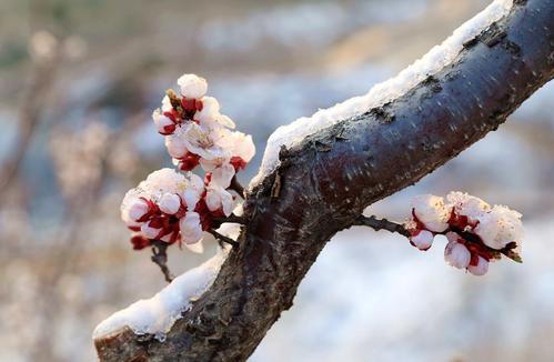 四月份下雪发朋友圈短句 四月的雪怎么形容发朋友圈