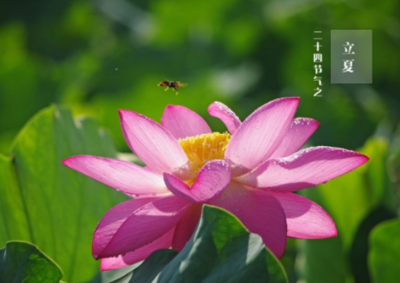 立夏打雷好不好 立夏打雷下雨的说法