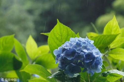 梅雨季节是指哪个地方 梅雨季节是什么时候开始