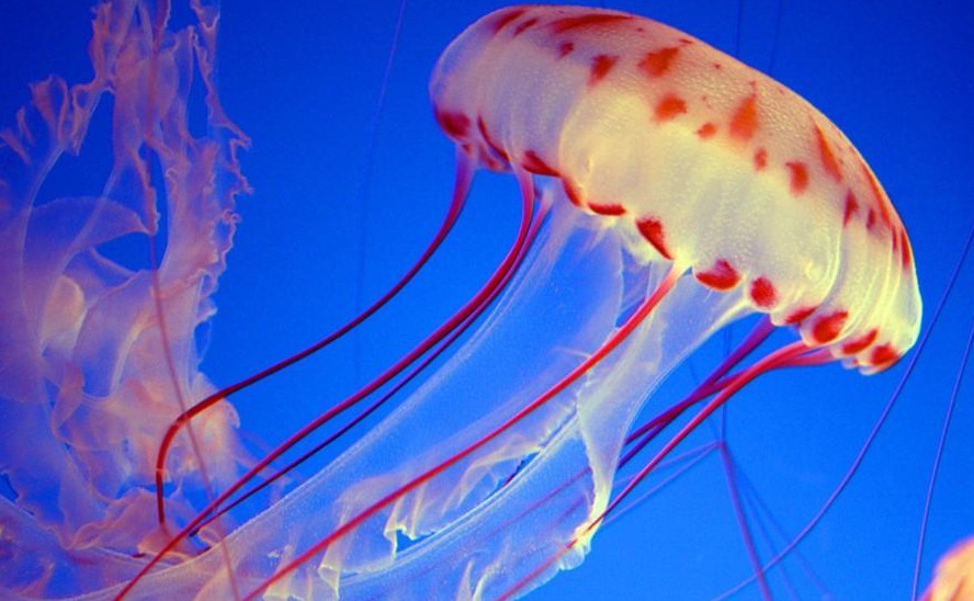 意大利海域遭水母入侵 生物入侵会带来哪些危害