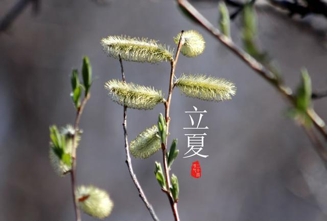 立夏刮风有什么说法 立夏刮风好不好 立夏刮阵风小麦一场空的意思