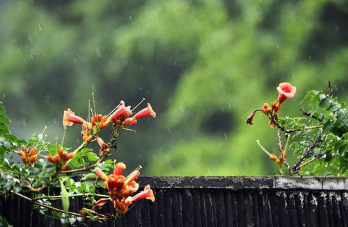 梅雨季节应该开窗还是关窗 梅雨季节家里潮湿开窗还是关窗