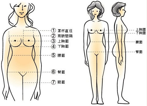 女生三围标准指数对照表 女性三围标准比例 女性三围多少才算标准