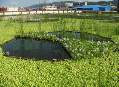 金陵海关截获巨人粉红脚蜘蛛 外来生物入侵的危害有哪些