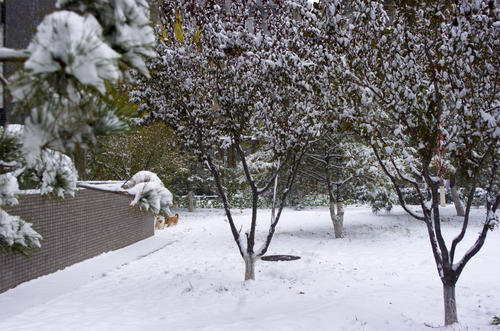 4月下雪什么兆头 4月下雪有什么说法 4月下雪有什么寓意