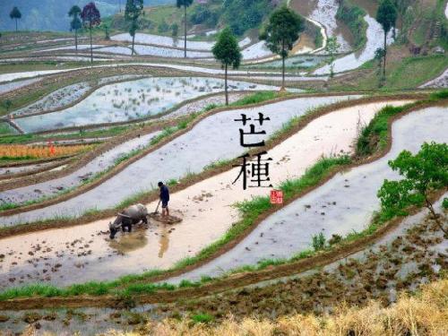 2021芒种有什么讲究吃什么 芒种是收麦子的季节吗