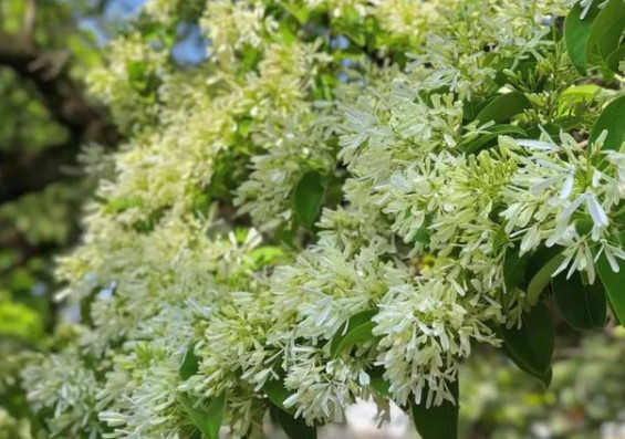 连云港800多岁流苏古树开花 孔望山门票多少钱