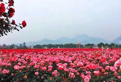 玫瑰正式增选为济南市花 中国城市的市花都有哪些