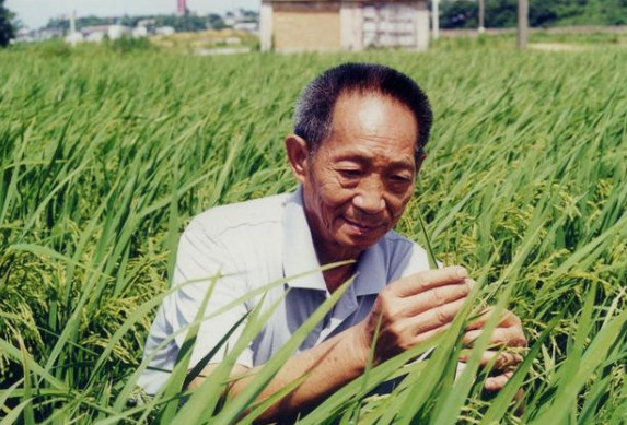 袁隆平超级杂交水稻移栽冲击世界纪录 超级杂交水稻的意义