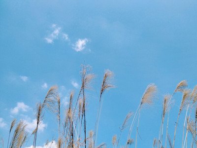 喜欢夏天的说说唯美句子 喜欢夏天的文案