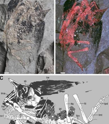 辽西发现1.2亿前古喙鸟幼体 古生物研究意义