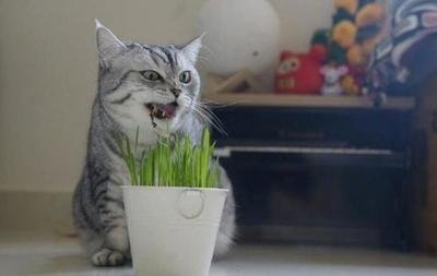 猫草怎么给猫咪吃 猫草怎么种植方法